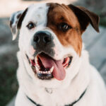 Rottweiler Mischling Buster, 07/2019, ca. 60 cm