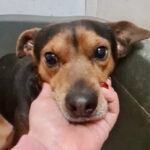 Mischling Nico, 01/2020, ca. 40 cm