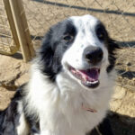 Border Collie Dulce, 04/2021, ca. 50 cm