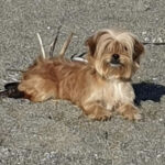 Yorkshire Terrier Mischling Elsa, 01/2014, ca. 30 cm