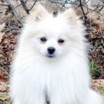 Pomeranian Cyra, 24.07.2021, ca. 20 cm