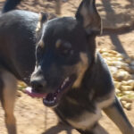 Mischling Sabia, 08/2021, ca. 42 cm