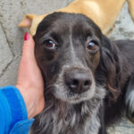 Kleiner Münsterländer Mischling Claudi, 02/2019, ca. 40 cm