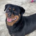 Rottweiler Luz, 05/2019, ca. 55 cm