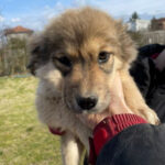 Mischling Hazel, 12/2021, Endgröße ca. 60 cm