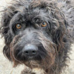 Wasserhund Mischling Morris, 03/2021, ca. 45 cm