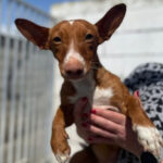 Podenco Maneto Klania, 10/2021, ca. 35 cm