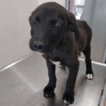 Mischling Andis, 12/2021, Endgröße ca. 55 cm