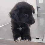 Mischling Arnisa, 12/2021, Endgröße ca. 55 cm