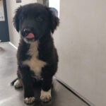 Mischling Lino, 12/2021, Endgröße ca. 55 cm