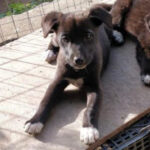 Mischling Philia, 12/2021, Endgröße ca. 55 cm