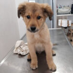 Mischling Tomis, 12/2021, Endgröße ca. 55 cm