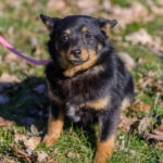 Mischling Greta, 08/2021, ca. 20 cm