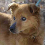 Mischling Haker, 02/2012, ca. 35 cm