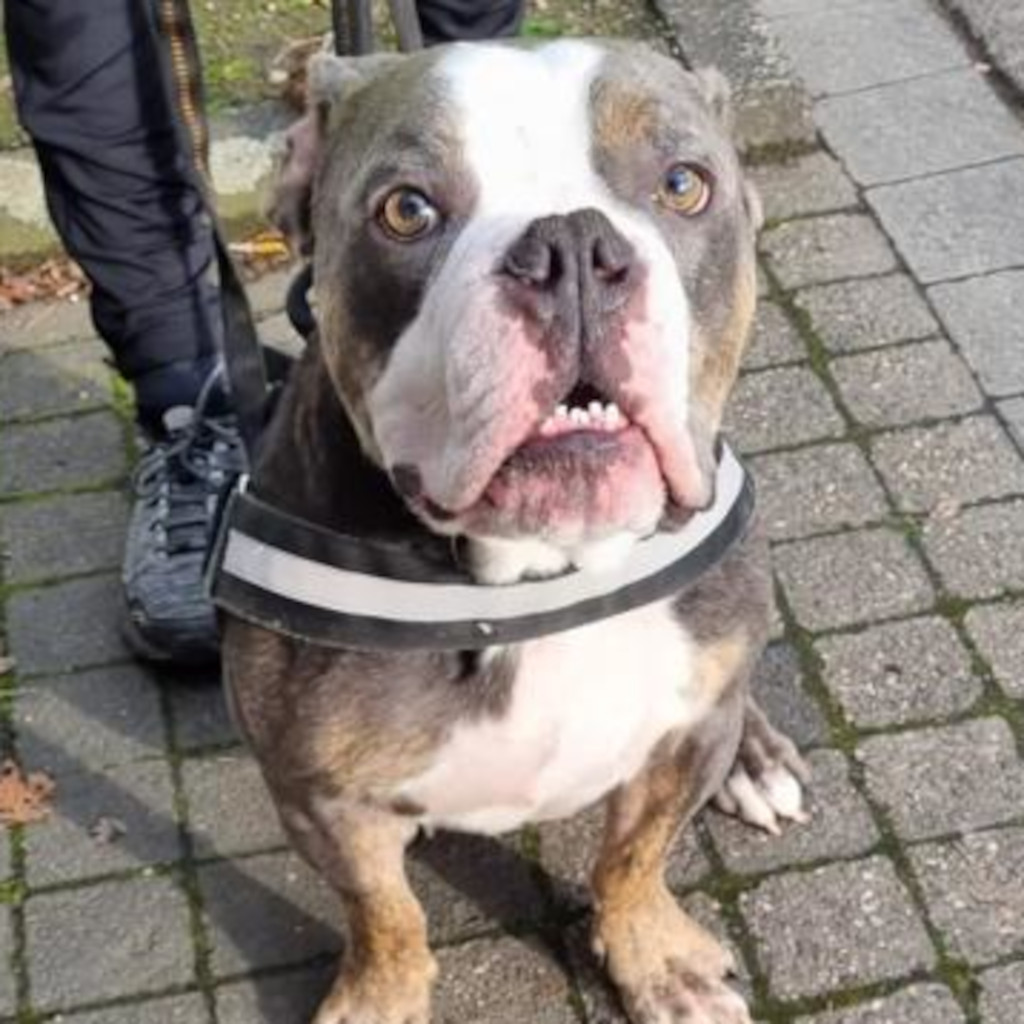Old English Bulldog Zeus, 10/2019, ca. 46 cm, 53127 Bonn