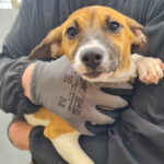 Bodeguero Fine, 10/2021, Endgröße ca. 45 cm