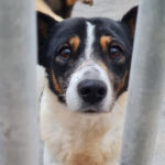 Bodeguero Smudo, 01/2010, ca. 45 cm