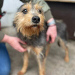 Mischling Malte, 01/2014, ca. 40 cm