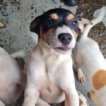 Bodeguero Kenny, 10/2021, Endgröße ca. 45 cm