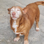 Podenco Maneto Lotta, 03/2012, ca. 30 cm