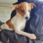 Jack Russel Mischling Julios, 07/2021, ca. 25 cm