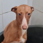Podenco Anna, 04/2021, ca. 47 cm
