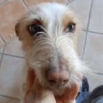 Mischling Ohana, 01/2019, ca. 30 cm