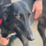 Galgo Maribel, 09/2020, ca. 63 cm