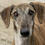 Galgo Chapo, 07/2018, ca. 70 cm