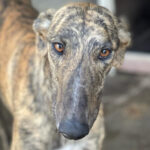 Galgo Andres, 03/2019, ca. 70 cm