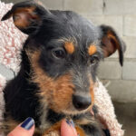 Mischling Carlchen, 11/2021, ca. 35 cm