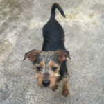 Mischling Lani, 11/2021, ca. 35 cm