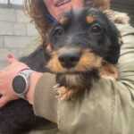 Mischling Lina, 10/2021, Endgröße ca. 40 cm