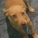 Mischling Abby, 11/2021, ca. 45 cm