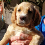 Mischling Benji, 11/2021, Endgröße ca. 45 cm