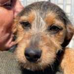 Mischling Morry, 11/2021, ca. 35 cm