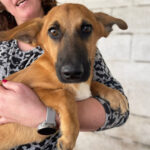 Mischling Nemo, 10/2021, ca. 45 cm