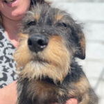 Dackel Johnny, 11/2021, ca. 35 cm