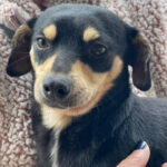 Mischling Noemi, 03/2021, ca. 35 cm