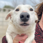 Mischling Flip, 03/2020, ca. 35 cm