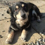 Mischling Salva, 01/2017, ca. 35 cm