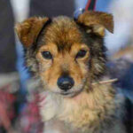 Mischling Lucus, 08/2014, ca. 30 cm