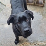 Labrador Mischling Marley, 07/2021, ca. 55 cm