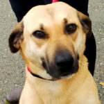 Mastin Mischling Nuria, 09/2020, ca. 60 cm