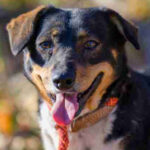 Mischling Omega, 06/2012, ca. 30 cm