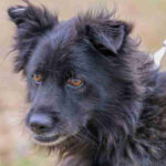 Mischling Roki, 01/2013, ca. 40 cm