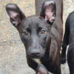 Mischling Pammy, 11/2021, Endgröße ca. 45 cm