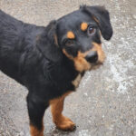 Mischling Loriot, 10/2021, Endgröße ca. 45 cm