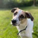 Mischling Cady, 10/2019, 50 cm, 95485 Warmensteinach