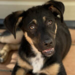 Mischling Jill, 12/2020, ca. 60 cm